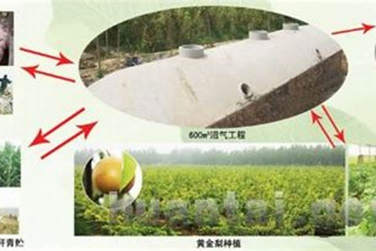 种玉米用什么肥料最好