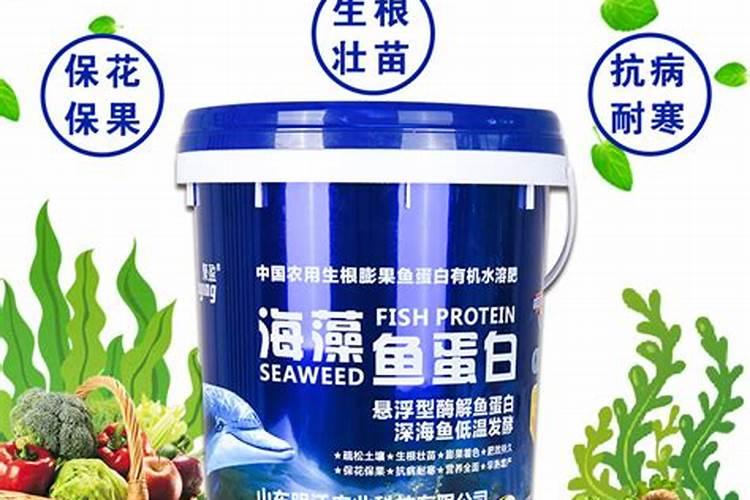 金龙鱼吃什么食物最好