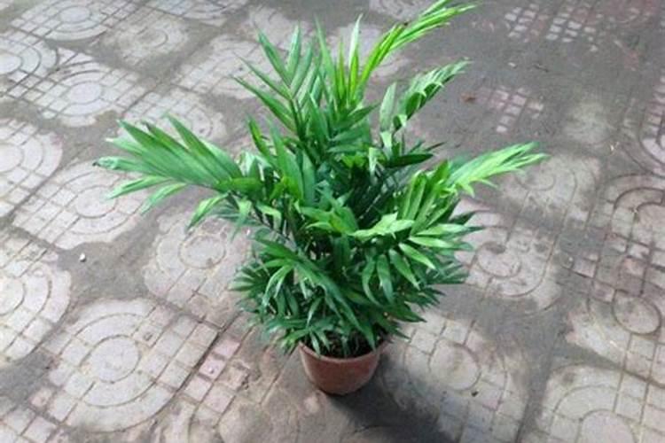 桃树膨大期追施什么肥料好？桃树结果期追肥用什么肥料好？