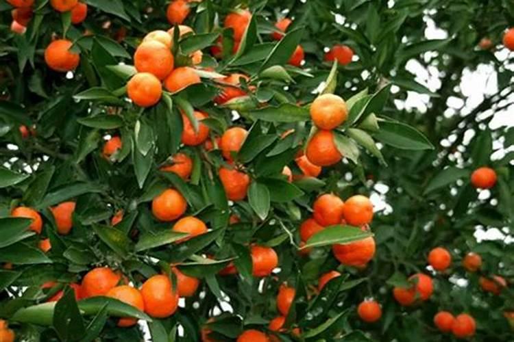 油茶树一年施几次肥料