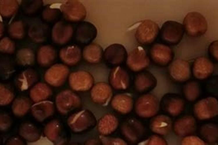 草坪种子种植前几天施肥