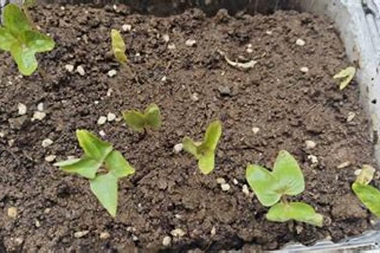 黄芩种子播种前需要处理吗 催芽方法