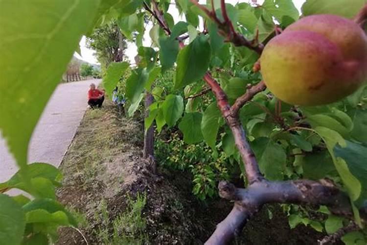 杏树花期如何管理？