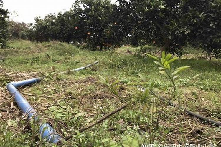 入冬了可以给花施肥吗