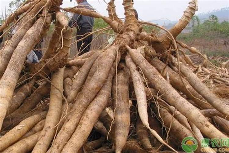 请教:如何用花生麸给花施肥？大神们帮帮忙
