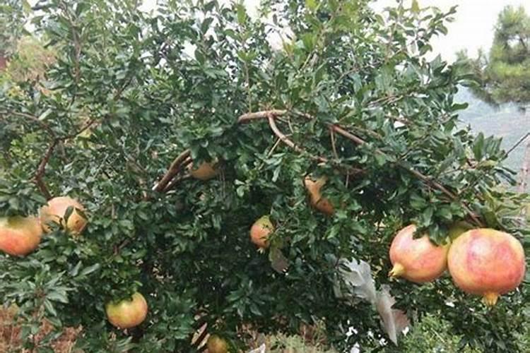 9月石榴怎么增加甜度？