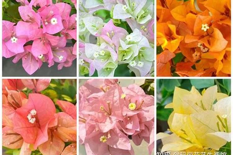 三角梅长出花苞后怎么浇水,施肥