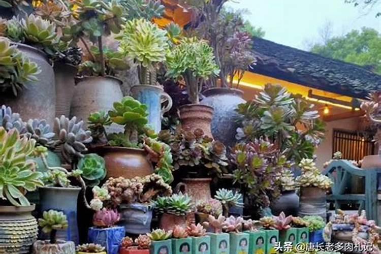 多肉黑法师怎么施肥,4个步骤教你施出美丽的黑法师