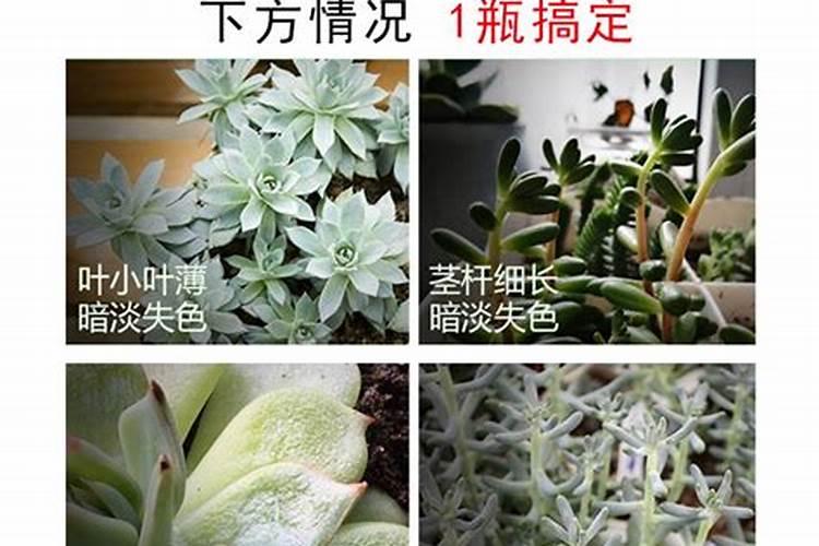 法师用什么肥料最好