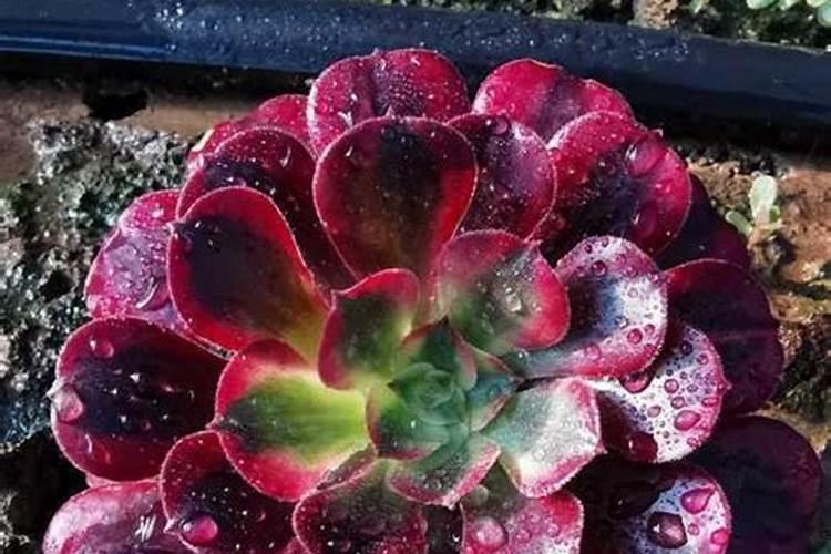 多肉法师怎么养多肉