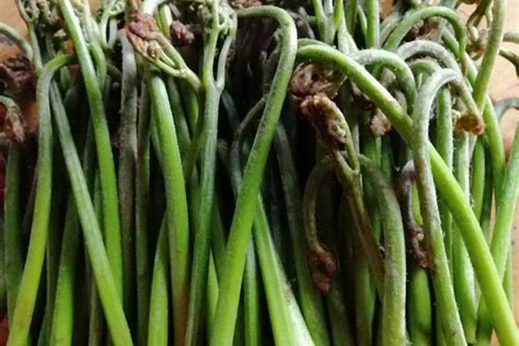 茶花施什么肥最好