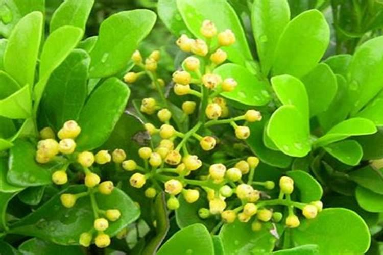 米兰花施什么肥 米兰花一般施稀薄的磷钾肥