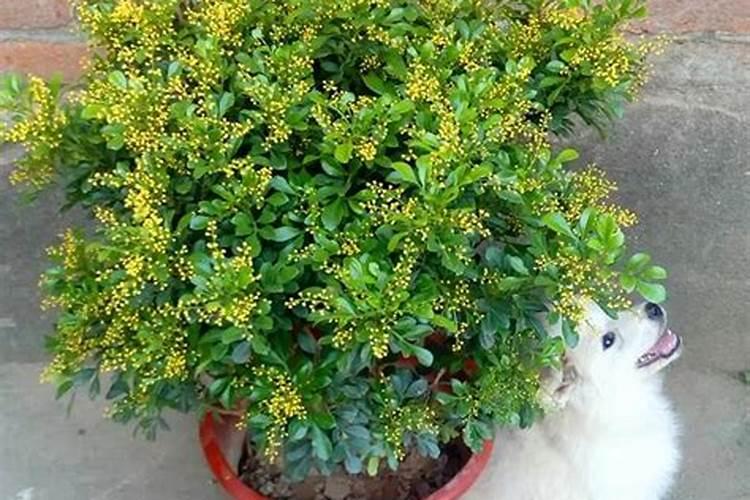 磷酸二铵适合哪些花