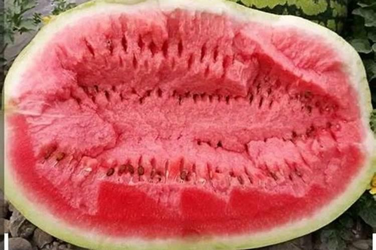 西瓜用什么肥料增甜