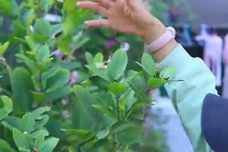 为什么禁止种植茭白？