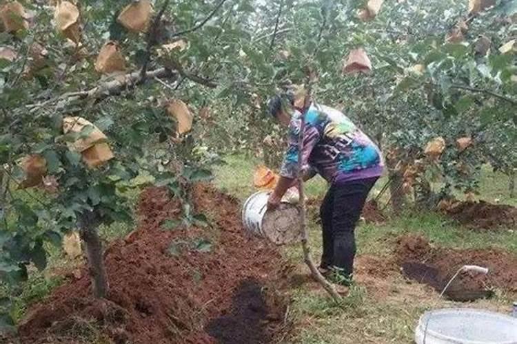 土壤中施了生有机肥对植物有什么危害,怎么解救