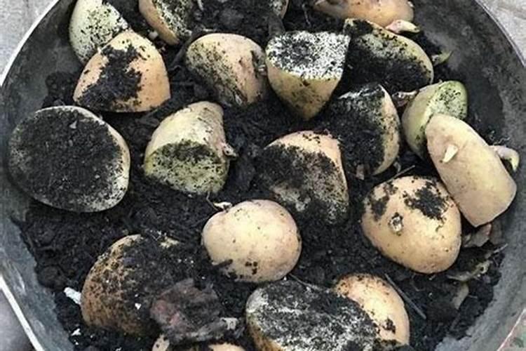 想要土豆高产该如何施肥 使用什么肥料好