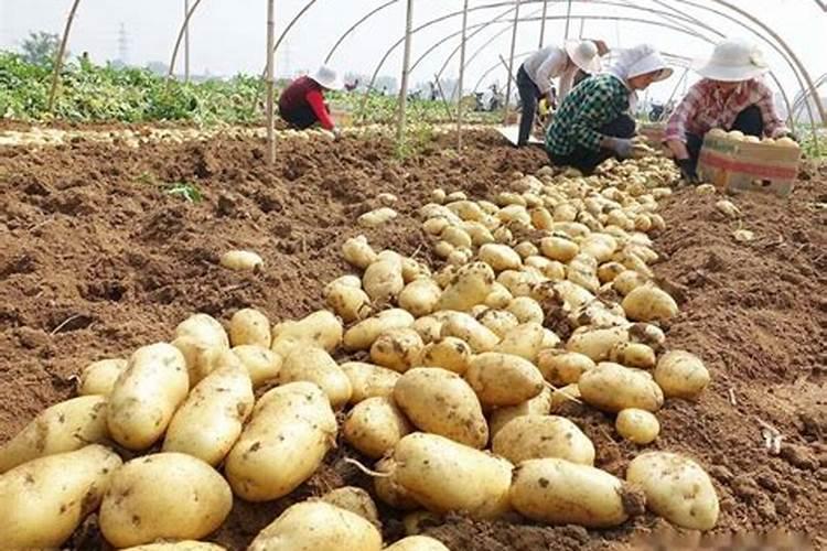 种土豆施什么底肥好？