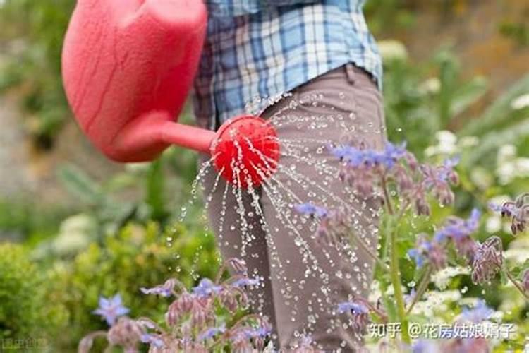 养花加“酸料”,半月浇一次,叶子油亮爱开花