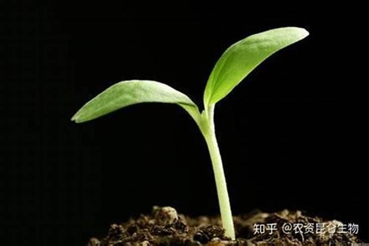 果树大雨后烂根怎么办