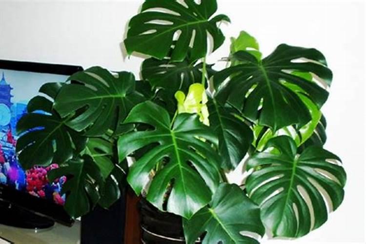 种植甘蔗用什么肥料最好