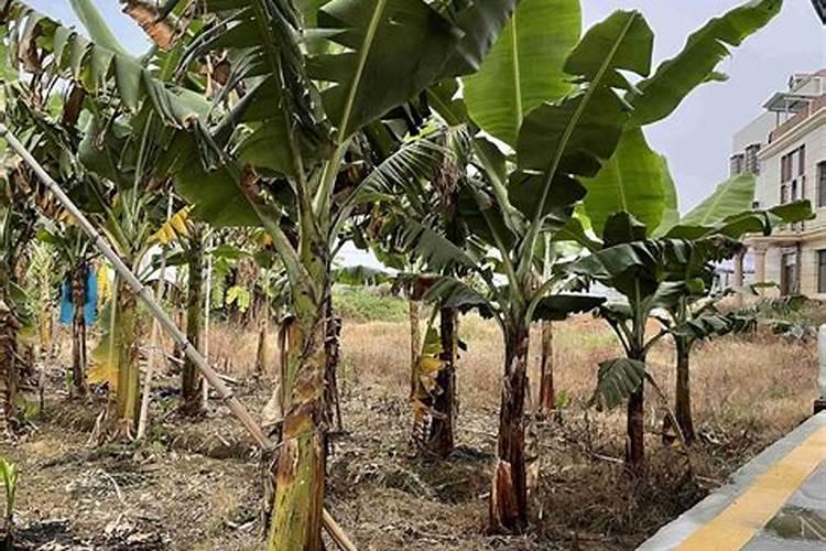 施什么肥能使果树结出的果实变甜