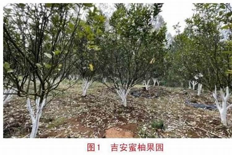 果树用什么水溶肥效果好？