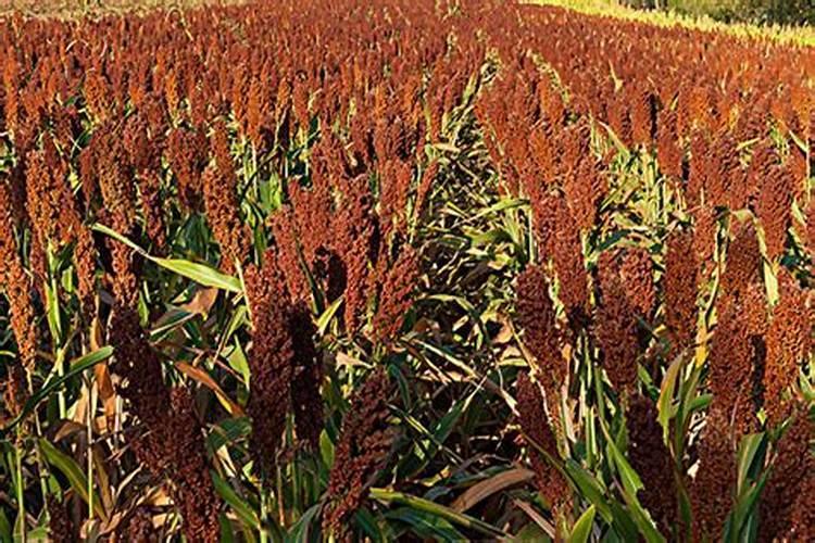 中国腐植酸肥料哪家好？