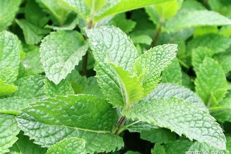 东北大饭包的菜叶子哪里卖