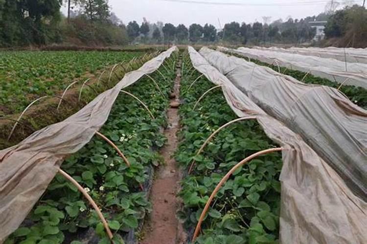 掺混肥投料工累吗