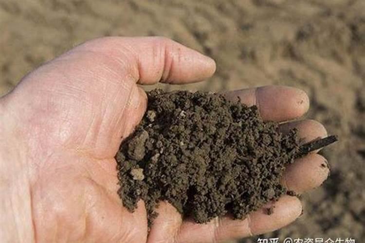 芒果施什么肥料？芒果高产施肥的方法!