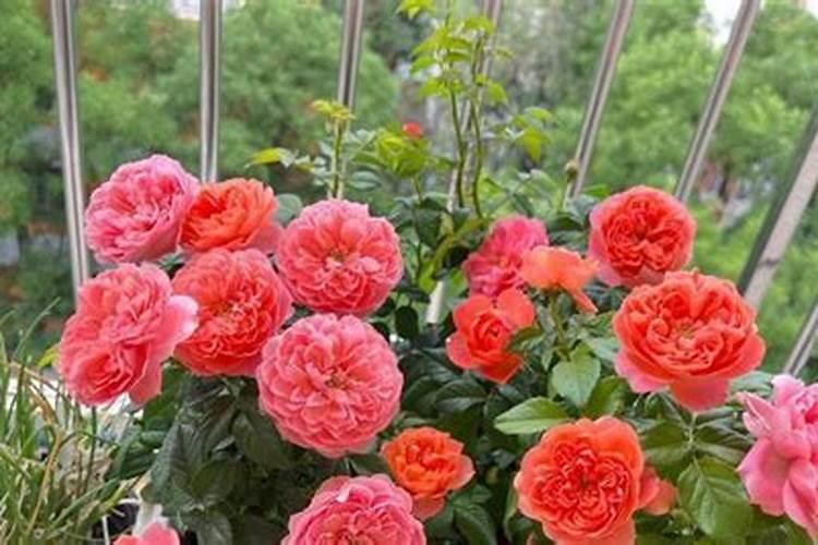 芭菲乐有效成分是什么？