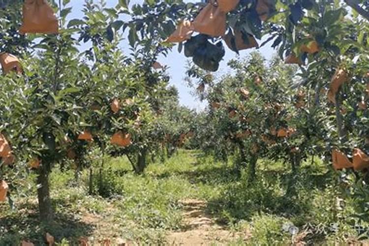 富硒藤茶是什么茶