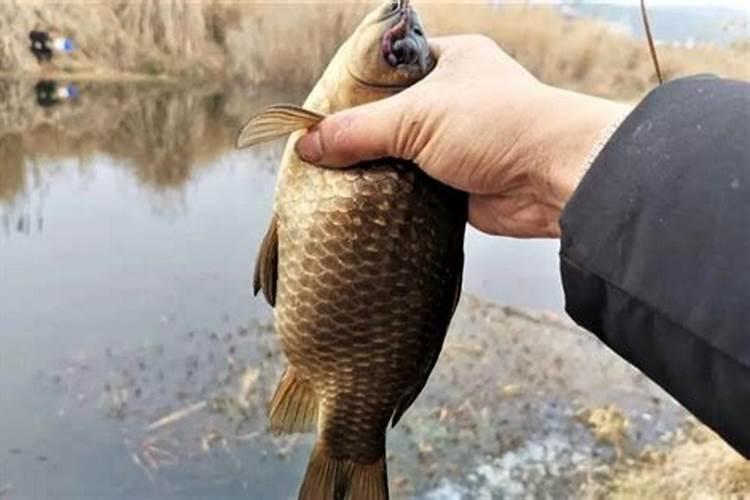 被撒化肥的黑坑怎么钓鱼？