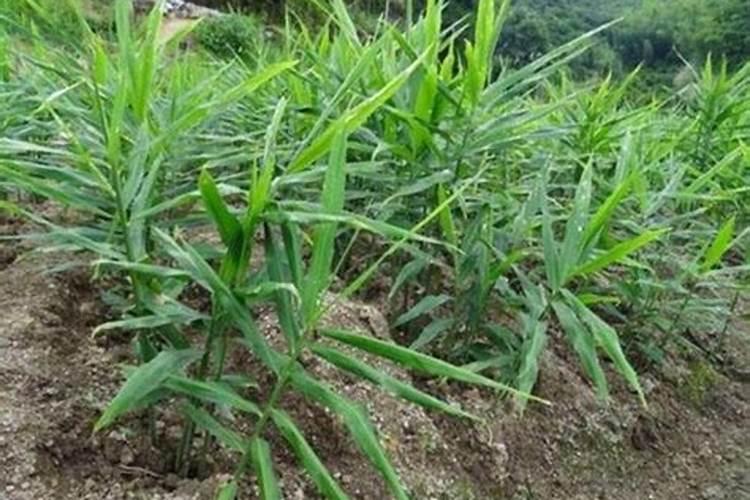 生姜施什么肥最高产