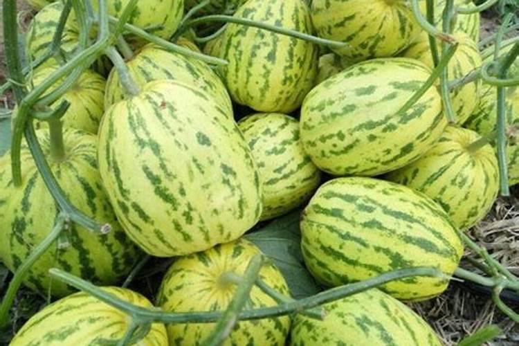 甜瓜种植什么时候用肥比较好？甜瓜用金泰靓叶面肥肥料甜度高？