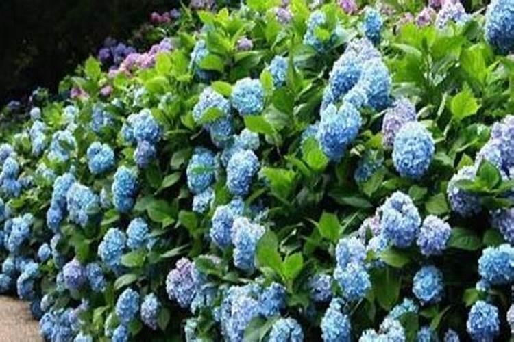 绣球花开花期间怎么施肥 不能过于潮湿