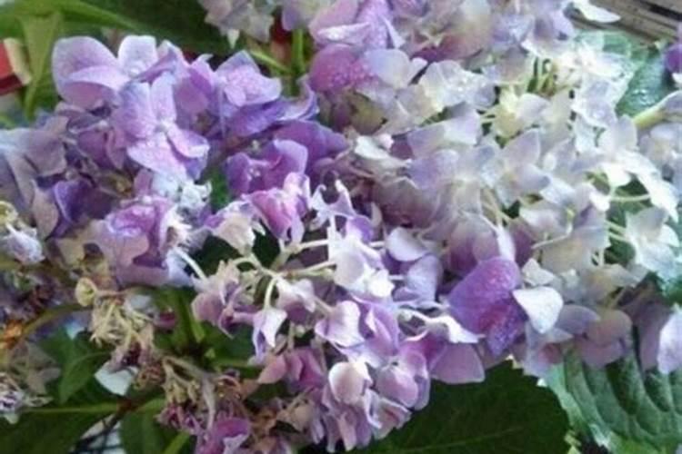 绣球花烂根怎么办,绣球花烂根的原因及解救方法