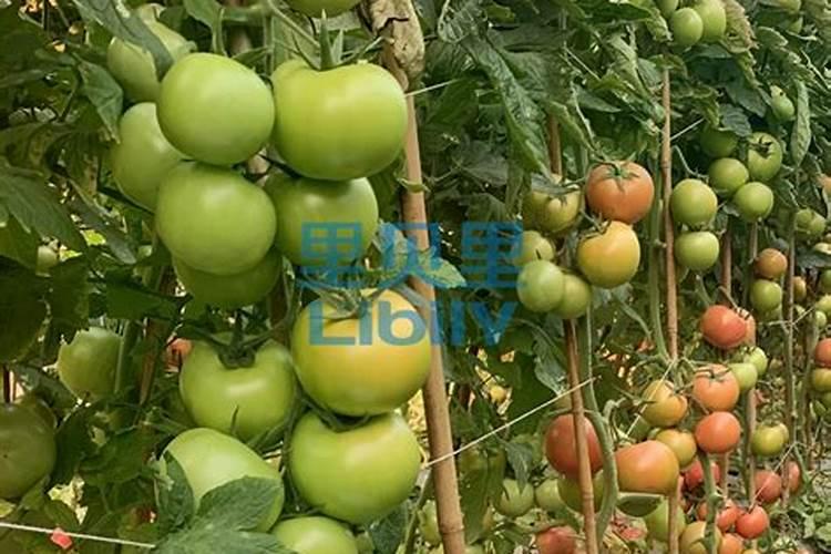 桃树追什么肥料(桃树使用什么肥料能增加口感甜度)