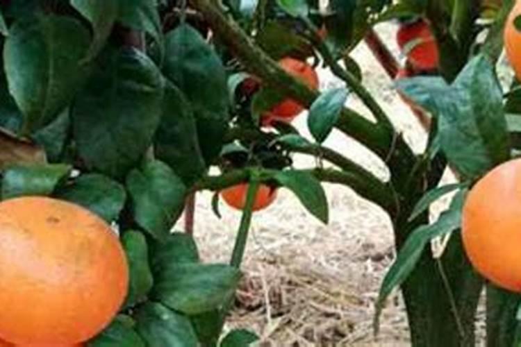 黄腐酸钾的使用方法