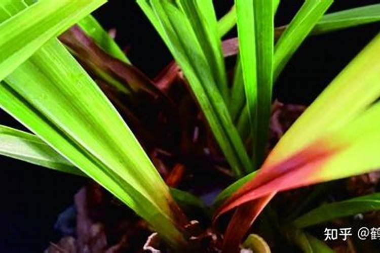 在网络上购买1千克硝酸钾钙合法吗？