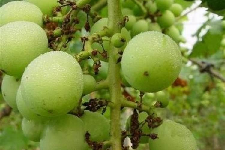 镁肥有哪些品种？如何施用？