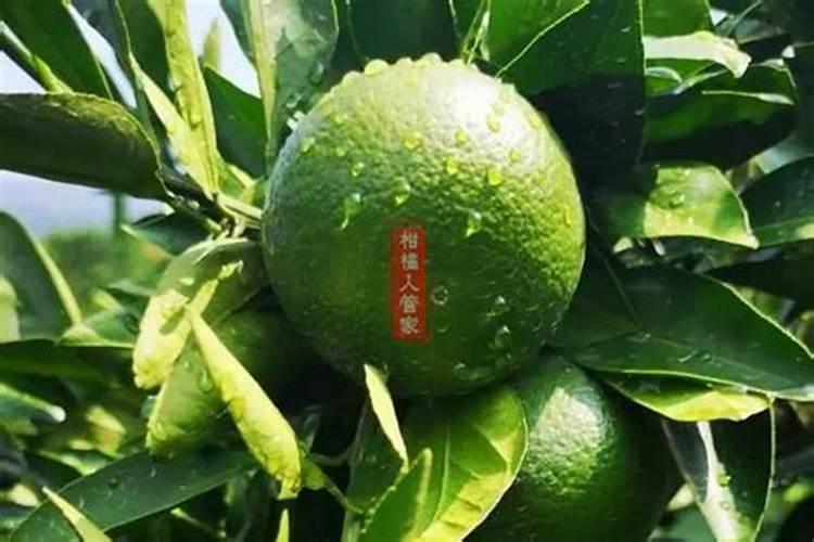 柑橘开春用什么肥料