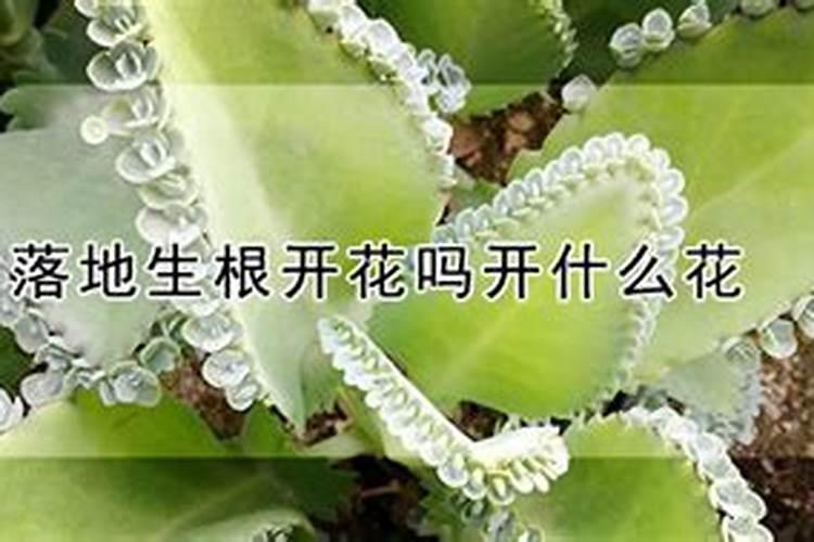 落地生根施什么肥