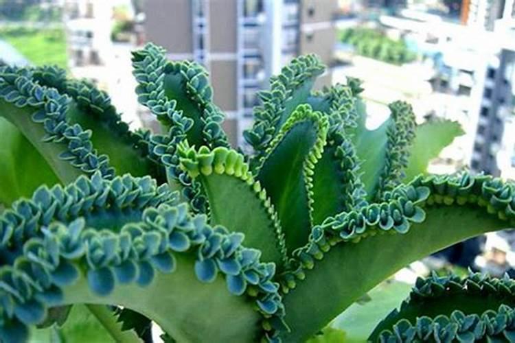 落地生根怎么养才能开花