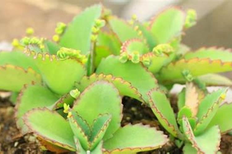 落地生根用什么肥料好呢