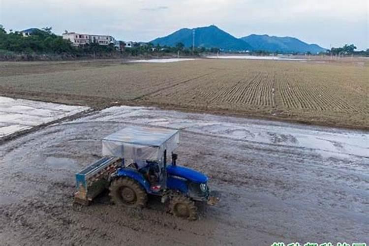 葡萄成熟期上什么肥料