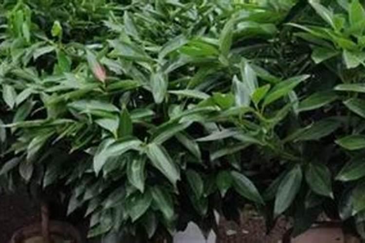 平安树用什么肥料好,枝繁叶茂氮磷钾肥