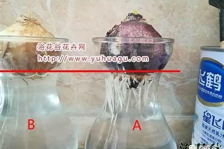 荔枝小苗多久浇一次水