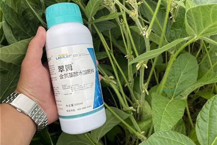 荔枝树多久浇水一次,浇水过多会出现什么状况